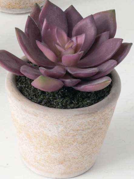 Potted Succulents 4 Styles